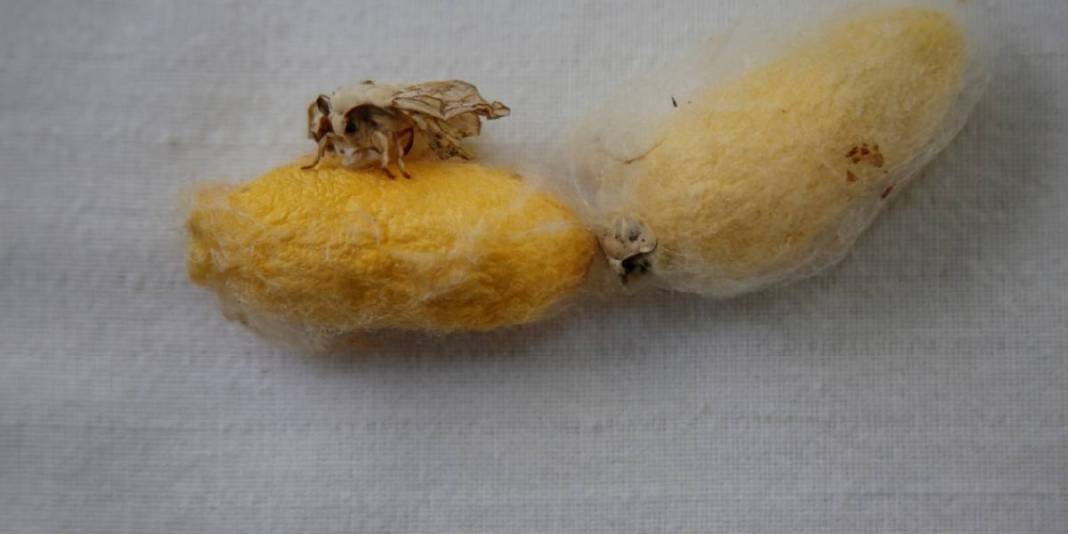 Depremde kaybetti, bir avuç yumurtayla devam etti! Hepsine gözü gibi bakıyor: Bir tür onun sayesinde devam ediyor 6